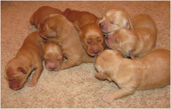 Adoption Process - TN Puppies (931) 933-5353